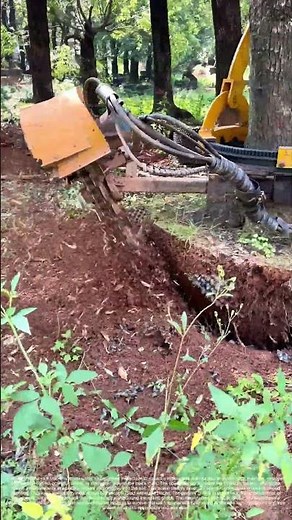 Circling the Roots: The Precision Art of Bare-Root Tree Extraction