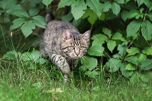 How to stop cats fouling in your garden: 10 simple tips