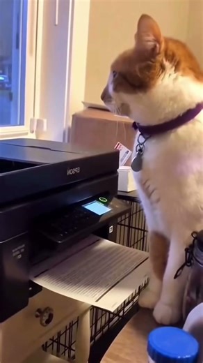 Cat’s jump scare 👻