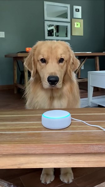 Funny Golden Retriever Reacts to Alexa – His Reaction Will Make You Laugh🐾