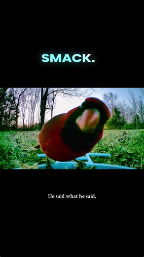 Sassy Bird Lip Syncing and Talking Fun