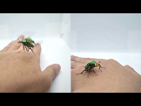 insects flying reference