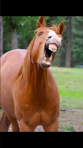 The MOST HILARIOUS HORSE LAUGH!!🤣🐴