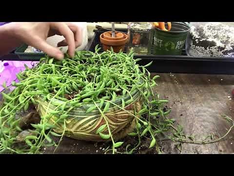 How To Repot String Of Bananas, Tears, And Pearls For Optimum Survival Rate