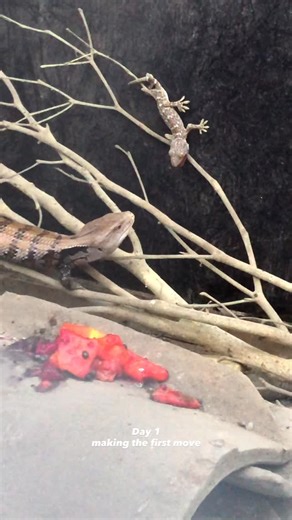 Guess who just made a fwend 👀 #bluetongueskink #tiliquagigas #panana #gekko #snake #python #viper #colubrid #lizard #gecko #tokaygecko #skink #monitorlizard #varanus #reptilebreeder #reptiles #reptile #dragon #petsofinstagram #pets #petstagram #exoticanimals #herpetology #livingart #animals #SanjayaGecko #SanjayaReptile | geckoindonesiaexport