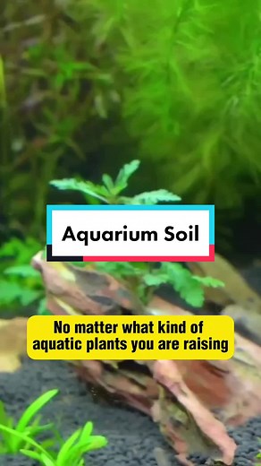 If you want aquatic plants to grow well, you need aquatic plant soil. With its rich composition, aquatic soil acts as a nutrient reservoir, nourishing your plants and promoting robust growth. 🏞️ Transform Your Aquascape: Whether you're creating a tranquil underwater oasis or a stunning planted aquarium, aquatic soil is the ultimate tool for transforming your aquascape dreams into reality. Get ready for a breathtaking spectacle! 🌅💫#aquasoil #aquarium #fishtank #aquascaping #plantedtank #fishke