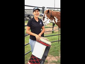 How to Saddle a Horse: A Step-by-Step Guide