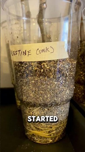 Unveiling the Secret: How Long Does a Fig Cutting Take to Root?