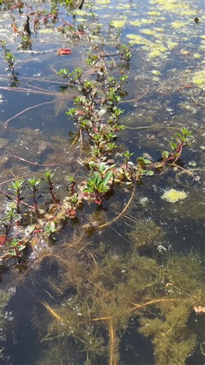 How To Fishing And Fidning Betta Fish Lake
