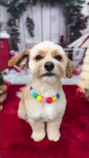 CavaPoo Grooming Transformation – Before & After!