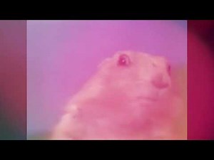 Dramatic Look | Chipmunk MEME 🦝 EFFECTS (Sponsored by Preview 2 Effects)