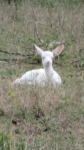1.2K views · 4.8K reactions | And its fleece was white as snow… An albino impala lamb.  by our conservation team 鸞@malamalagamereserve . . . #GottaLoveSA #MalaMalaSafariMoments #MalaMalaGameReserve #ItsAllAboutTheWildlife #safari #bucketlist #meetsouthafrica #southafrica #nature #wildlife #photosafari #luxurysafari #africansafari #travel #explore #wildlifephotography #albino | GottaLoveSA | Facebook
