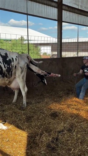 birth of a cow