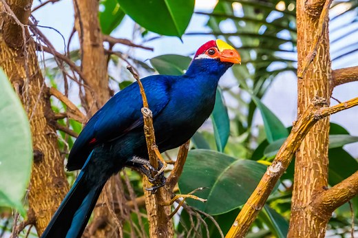 Turaco: The National Bird of Switzerland?