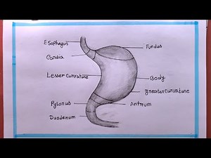 How To Draw Stomach Easy/Drawing Stomach just 3 minutes