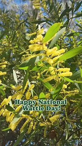 💛Happy National Wattle Day (and the first day of spring!💚 ~ Today was proclaimed as National Wattle Day in 1992, a day to celebrate Australia and its people. ~ The wattle has long been a symbol of Australia, with over 1000 species of #acacia native to Australia, and one of them, the Golden Wattle, is our National floral emblem. ~ What's your favourite wattle? #Wattle #acacia #wattleday #Australia #greenandgold | Adelaide Botanic Garden