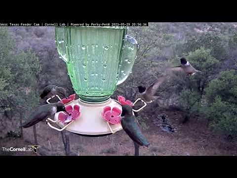 Hummingbirds Swarm West Texas Feeders as Night Approaches | May 29, 2023