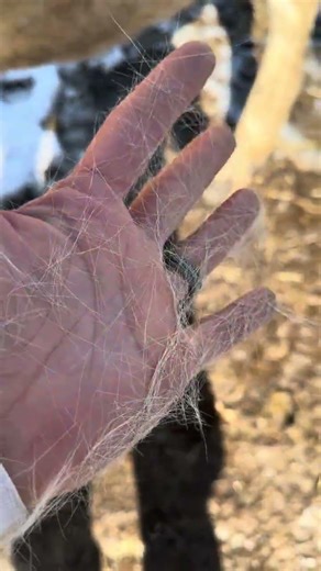 Think spring in on its way? #horse #hobbyfarm #equestrian #equestrianjourney #sunshine