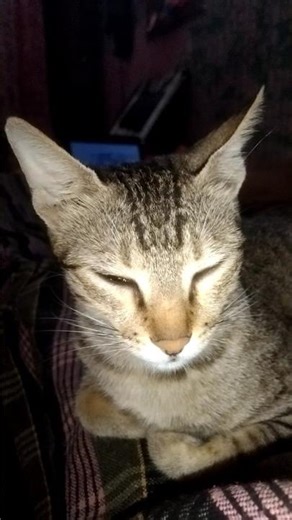 #World’s Cutest Sand Cat Ever 😍 #shorts #ytshorts #trending #cat #cats