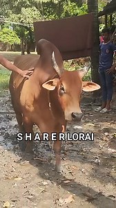 2.3K views · 63 reactions | এই ষাড়টির নাম কী??? . #bdfacebookbangladesh #fecbookreels #fbreels2025ツ #vairal2024 #foryoupageviralシ゚ #foryoupagereels #fypシ #fy | Sharer Lorai | Facebook