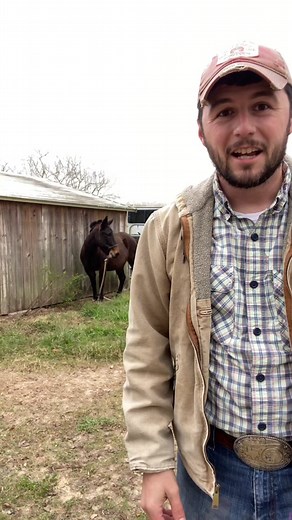 5 Fun Facts About Majestic Mules