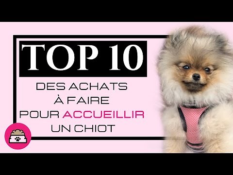 🐶 TOP 10 things you need to buy to welcome your puppy 🐾: ✦ 100% #POMERANIAN