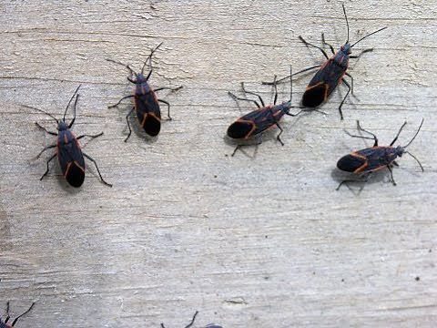 How To Get Rid of Box Elder Bugs: Does This Work?
