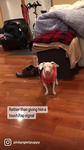 71K views · 7.6K reactions | It's Deaf Blind Awareness Week! Piglet...