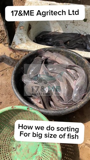 Sorting Fish for Optimal Growth and Size