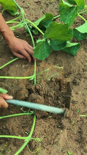 Vine Layering and Stem Anchoring: Precision Soil Mounding and Root Induction Technique 🌿⛏️✨