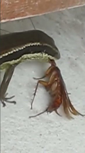 Cockroach. Lizard eating cockroach #shorts