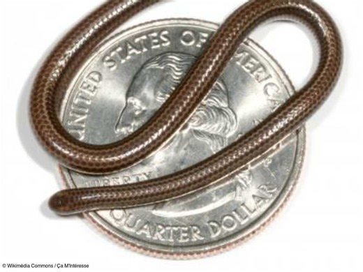Quel est le serpent le plus petit du monde ?
