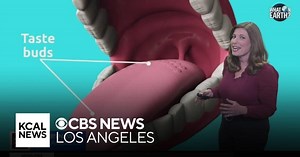 An exploration of taste and our tastebuds | What on Earth?