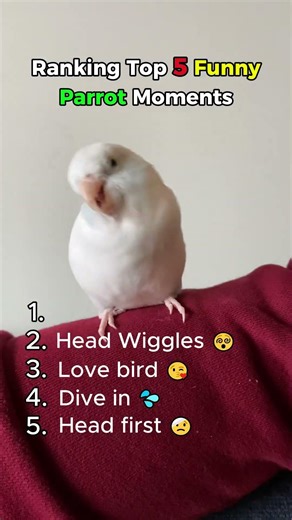 Ranking Top 5 Funny Parrot Moments