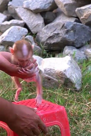 #sorts #babypets #cute monkey# Adorable #