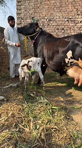 9.5K views · 198 reactions | Cow big | Dairy Cow TV | Facebook