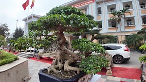 5 Cây Này Mỗi Cây Tầm 1 Tỷ Anh Em Cứ Chọn Thoải Mái | Mạnh Bonsai | Facebook