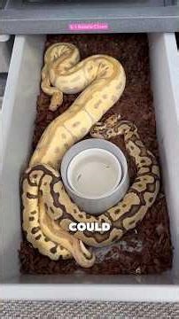 How to BREED Ball Pythons!