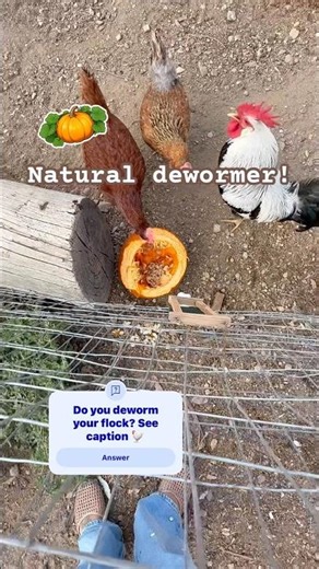 🎃 Pumpkin seeds contain cucurbitacin, a nature biochemical found in the seeds of pumpkins ✨