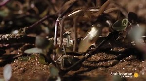 155K views · 774 reactions | Fishing spider catching its prey | Raw and savage. | Facebook
