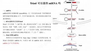 Trizol可以提取miRNA吗