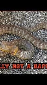 Defensive adult woma python - how to handle an "angry" snake