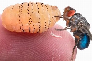 Un entomolog a observat câteva larve sub propria piele și a decis să le lase acolo să se dezvolte. Iată rezultatul