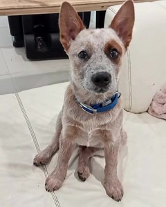 6.8K views · 234 reactions | ADOPTED AVAILABLE FOR ADOPTION...