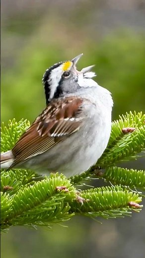 Cute Sparrow Singing on a Tree Branch: Bird calling #birdsinging #White-throated sparrow
