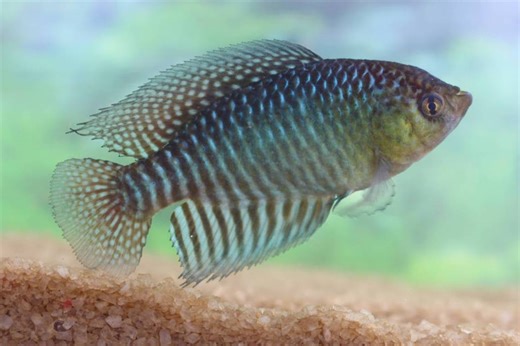 Hypsolebias lulai: nova espécie de peixe homenageia o presidente Lula