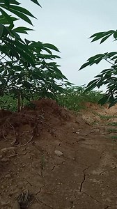 Cambodian farmers #farmer | សាត ឃុនឌី tools