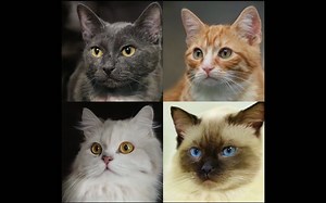 EG3D：高效的几何感知3D生成对抗网络