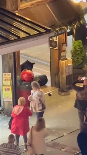 396K views · 3.6K reactions | One of our most viewed videos from November 2024 shared with us by follower Dylan Robbins.  This bear on the strip in Gatlinburg was looking for anything easy to eat. **Remember to never feed or approach bears.** | Pigeon Forge Fun | Facebook
