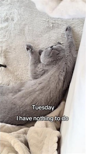 Simba Cat’s Weekend Be Like… 😂💤 (Too Relatable!)